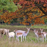 Buy canvas prints of  Its Autumn Deer. by Carolyn Farthing-Dunn