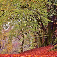 Buy canvas prints of  A walk in Autumn Woods by Carolyn Farthing-Dunn