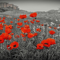 Buy canvas prints of  Lest we Forget by Carolyn Farthing-Dunn