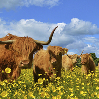 Buy canvas prints of  Highland Cattle Russian Dolls by Emily Murdoch