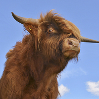 Buy canvas prints of  Young Highland Bull by Emily Murdoch