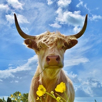Buy canvas prints of  Millie the Highland Cow by Emily Murdoch