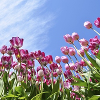 Buy canvas prints of  Pink Tulips by Emily Murdoch