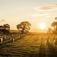 Buy canvas prints of  Sheep at Sunrise by Emily Murdoch