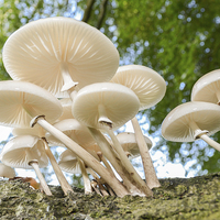 Buy canvas prints of Porcelain Fungus   by Emily Murdoch