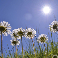 Buy canvas prints of  Sun Worshipping Daisies with artistic Lens Flare by Emily Murdoch