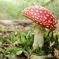 Buy canvas prints of  Redcap Mushroom by Emily Murdoch