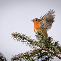 Buy canvas prints of  Robin Stretching His Wings by Emily Murdoch