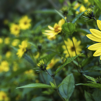 Buy canvas prints of Hedge of Yellow  by Eddie Oliver