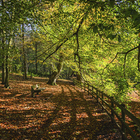 Buy canvas prints of  Autumnal Path by Eddie Oliver