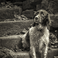 Buy canvas prints of  Jess of The Dene by Eddie Oliver