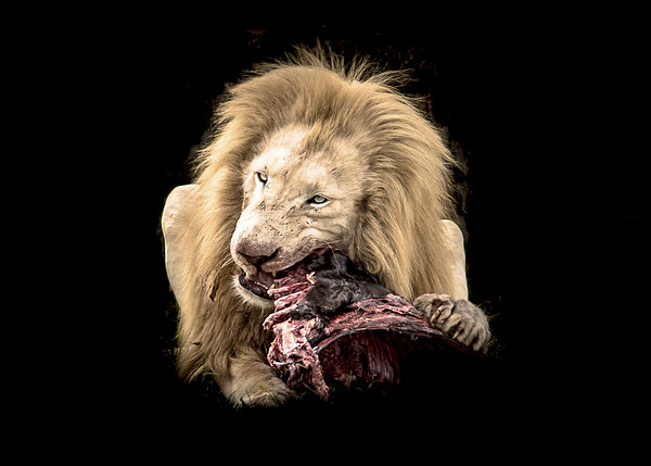  Lion's Lunch Picture Board by Louise Wilden