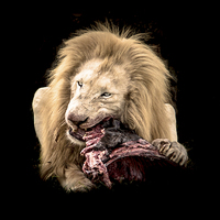 Buy canvas prints of  Lion's Lunch by Louise Wilden