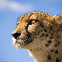 Buy canvas prints of  Cheetah by Louise Wilden