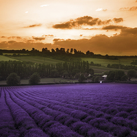 Buy canvas prints of  Lavender Sunset by Louise Wilden