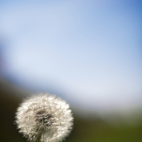 Buy canvas prints of  Dandelion by Louise Wilden