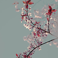 Buy canvas prints of Cherry blossom. by Louise Wilden