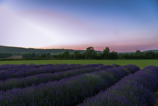 Lavender fields at sunset. Picture Board by Louise Wilden