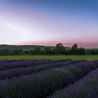Buy canvas prints of Lavender fields at sunset. by Louise Wilden