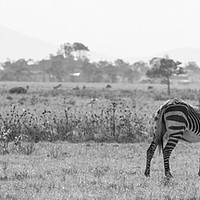 Buy canvas prints of Zebra's in the wild by Louise Wilden