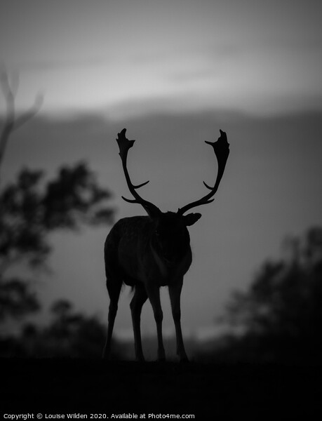 Silhouette of a deer  Picture Board by Louise Wilden