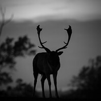 Buy canvas prints of Silhouette of a deer  by Louise Wilden