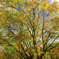 Buy canvas prints of  Autumn canopy by Joseph Pooley