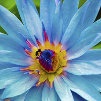 Buy canvas prints of Blue Lotus by Joseph Pooley