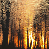 Buy canvas prints of  The forest of reflection by Joseph Pooley