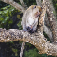 Buy canvas prints of  Thoughtful Macaque by Joseph Pooley