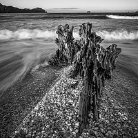 Buy canvas prints of Driftwood by Joseph Pooley