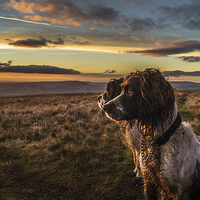 Buy canvas prints of  Springer Spaniels up Pendle Hill at sunset by Graham Pickavance