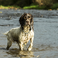 Buy canvas prints of Springer Spaniel playing in the river. by Graham Pickavance