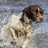 Buy canvas prints of  Springer Spaniel Running in river by Graham Pickavance