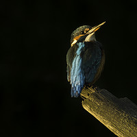 Buy canvas prints of Kingfisher at sunset by Graham Pickavance