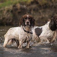 Buy canvas prints of Daisy and Duke in the river by Graham Pickavance
