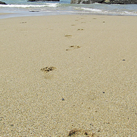 Buy canvas prints of  Footprints in the sand. by alastair morgan