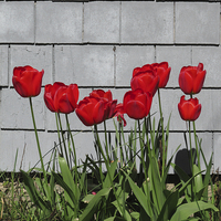 Buy canvas prints of  Red tulips in the sun by alastair morgan