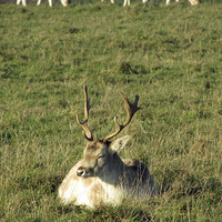 Buy canvas prints of  Lazy Stag by alastair morgan