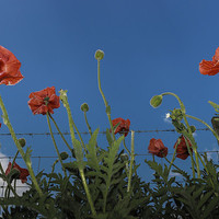 Buy canvas prints of  Poppies by David Coldwell