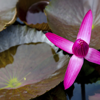 Buy canvas prints of  Water Lilly by Dave Rowlands