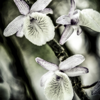 Buy canvas prints of  Surreal Orchid   by Dave Rowlands