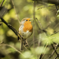 Buy canvas prints of  Singing Robin by Vincent Yates