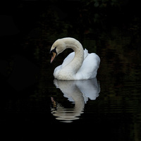 Buy canvas prints of  Swan reflective 3 by Vincent Yates