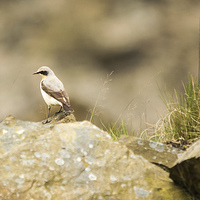 Buy canvas prints of  Wheatear by Vincent Yates