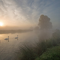 Buy canvas prints of Stour Swans at Dawn by Antony Burch