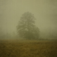 Buy canvas prints of Morning haze by Piotr Tyminski