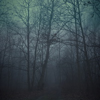 Buy canvas prints of Spooky forest by Piotr Tyminski