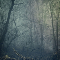 Buy canvas prints of  Where witches lurk by Piotr Tyminski
