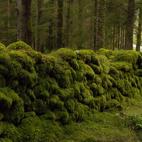 Buy canvas prints of  Mossy wall in Ireland by james burke